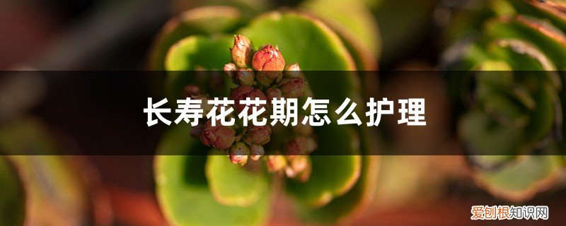 长寿花护理方法 长寿花花期怎么护理