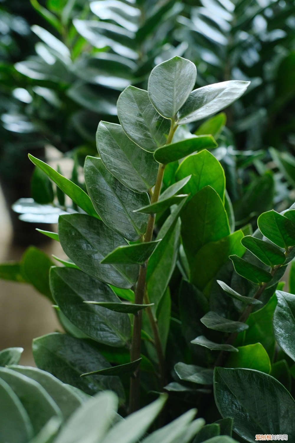 金钱树的风水作用与功效 金钱树的风水作用