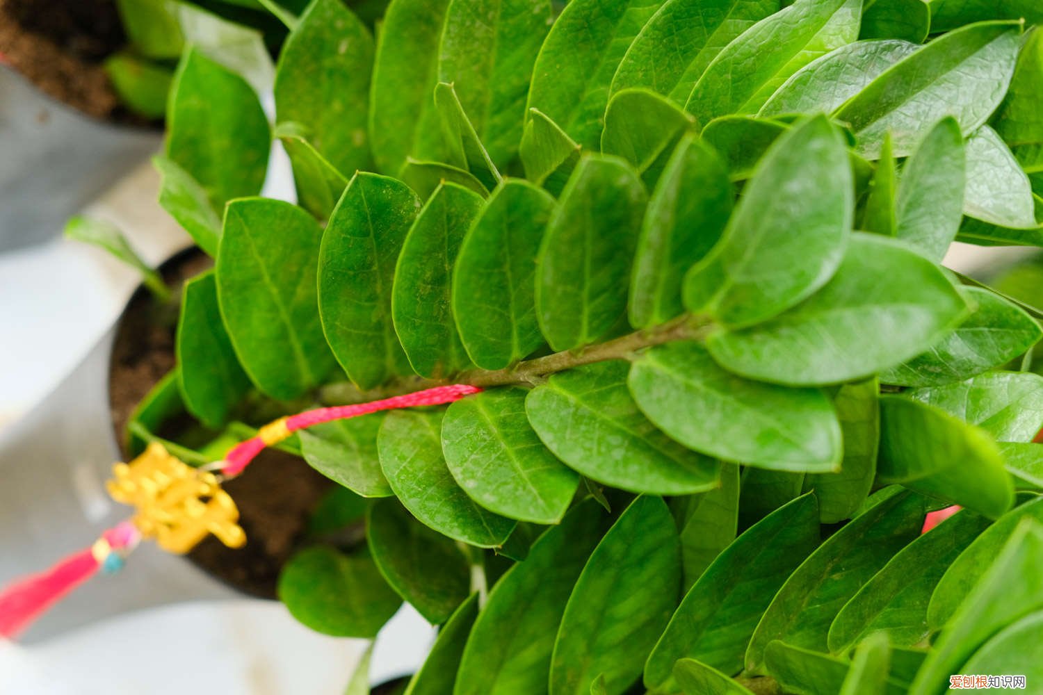 金钱树的风水作用与功效 金钱树的风水作用