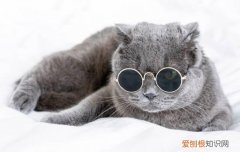 猫咪泪痕怎么根治 猫的泪痕怎么治疗