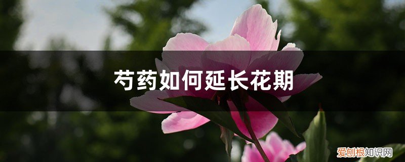 芍药花期短 芍药如何延长花期