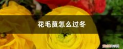 花毛茛冬天开花吗 花毛茛怎么过冬