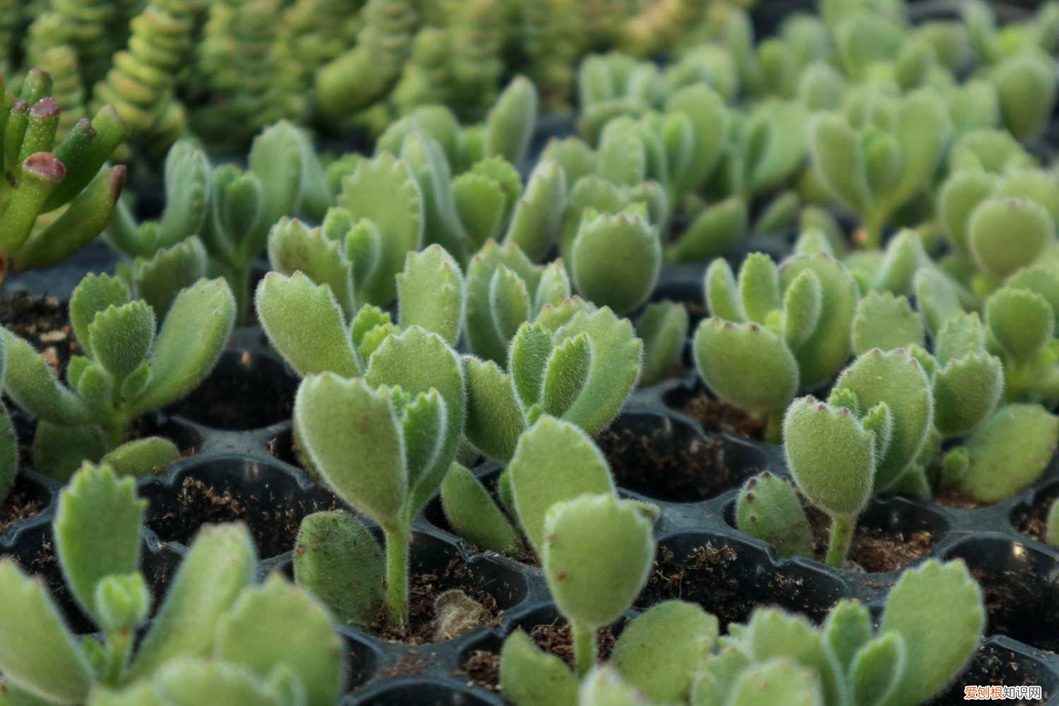 熊童子爆盆最简单方法 熊童子怎么爆盆