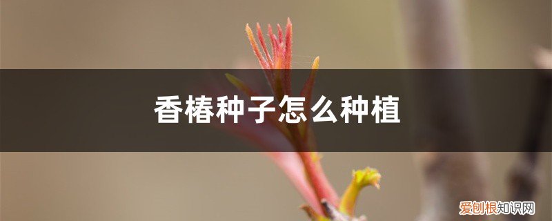 香椿种子怎么种植视频 香椿种子怎么种植