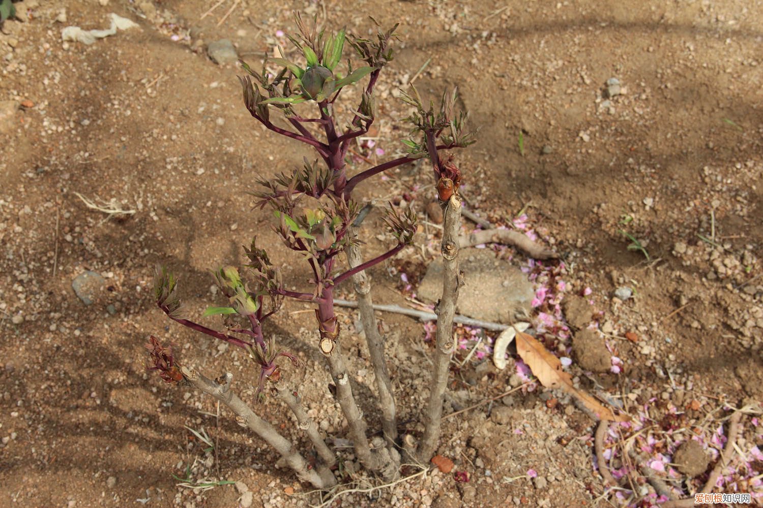 盆栽牡丹花用什么土栽最好 牡丹花用什么土栽好
