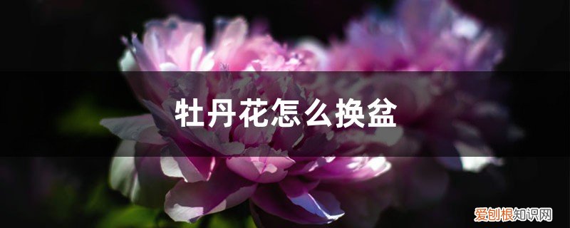 牡丹花移盆怎样浇水 牡丹花怎么换盆