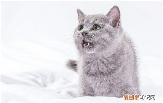 布偶猫怕热吗为什么 布偶猫怕热吗