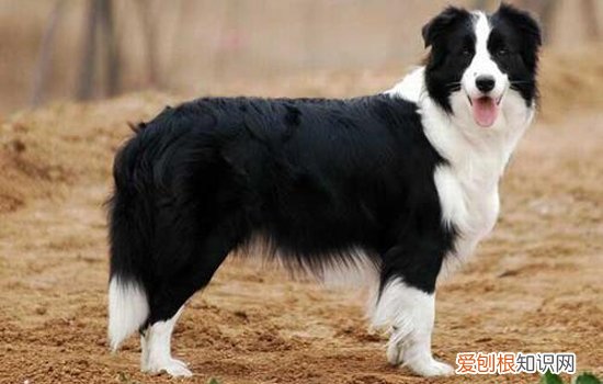 边境牧羊犬掉毛厉害吗 边境牧羊犬掉毛厉害