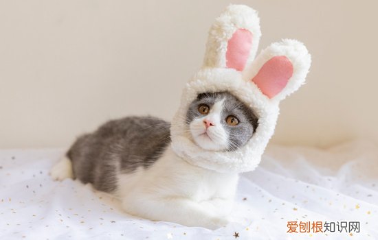 给小猫洗澡能不能用人的沐浴露 小猫洗澡可以用人的沐浴露吗