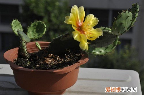 仙人掌怎么种 养殖仙人掌的注意事项