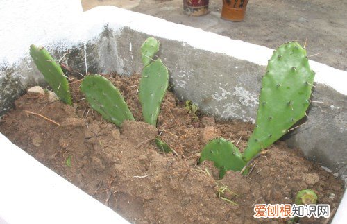 仙人掌怎么种 养殖仙人掌的注意事项