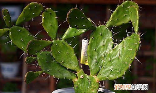 仙人掌怎么种 养殖仙人掌的注意事项