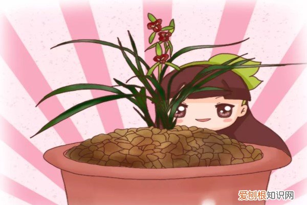 盆里放把松树皮，养花10年不烂根，新芽蹭蹭窜！