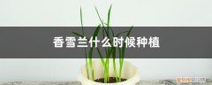 香雪兰什么时候种植过年开花? 香雪兰什么时候种植