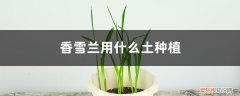 香雪兰用什么土种植此较好 香雪兰用什么土种植