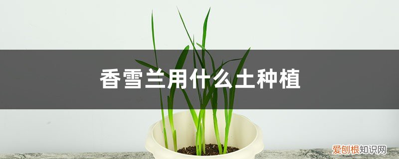 香雪兰用什么土种植此较好 香雪兰用什么土种植