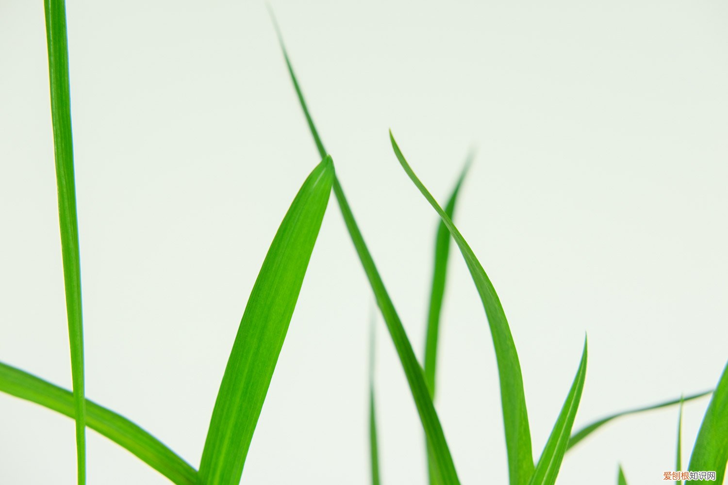 香雪兰怎么矮化快 香雪兰怎么矮化