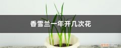 香雪兰一年开几次花呢 香雪兰一年开几次花
