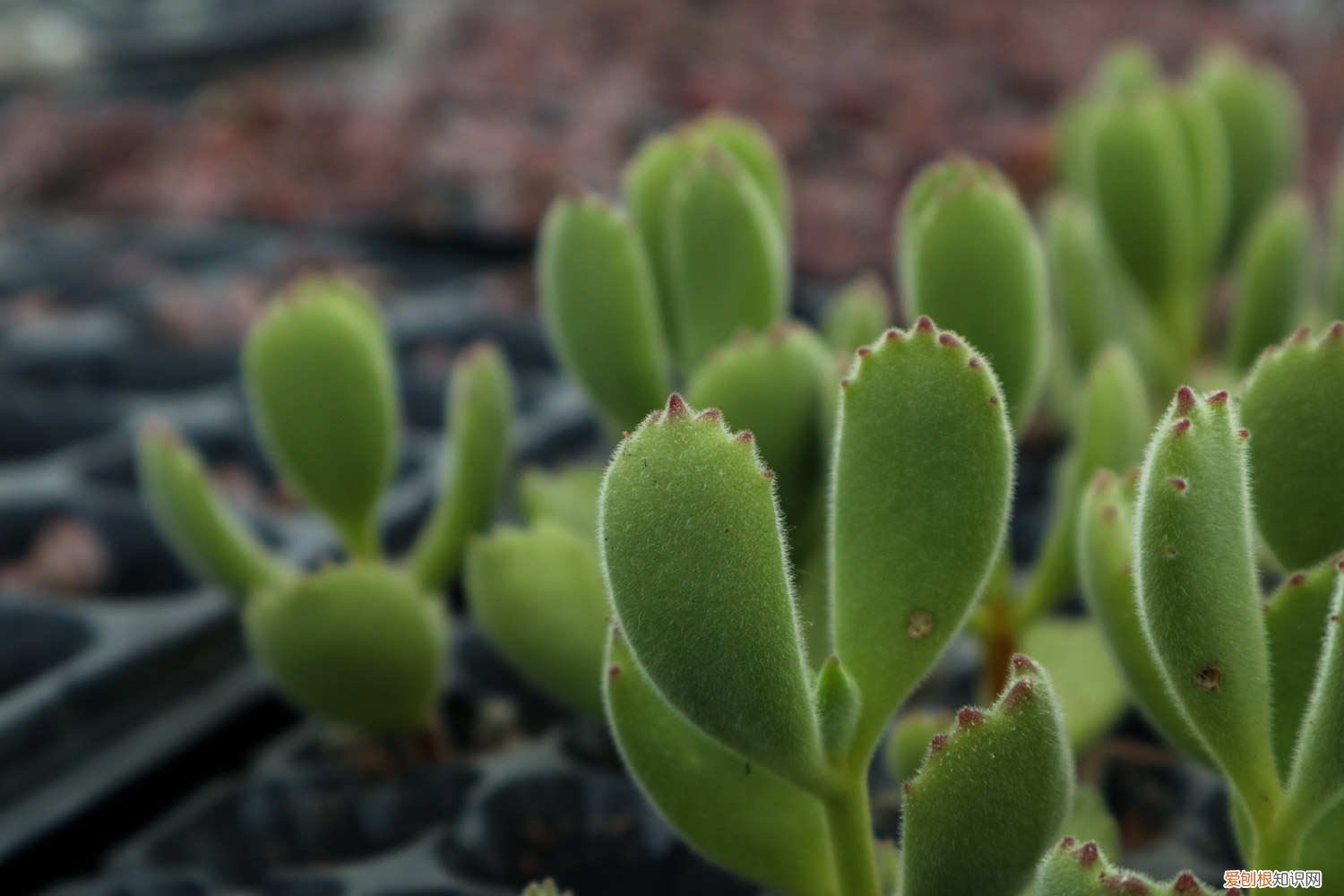 熊童子夏天多久浇一次水 熊童子多久浇一次水