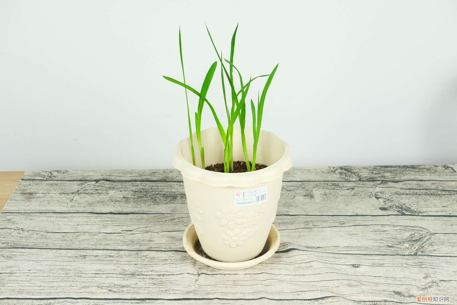 香雪兰生长期用啥肥 香雪兰用什么肥