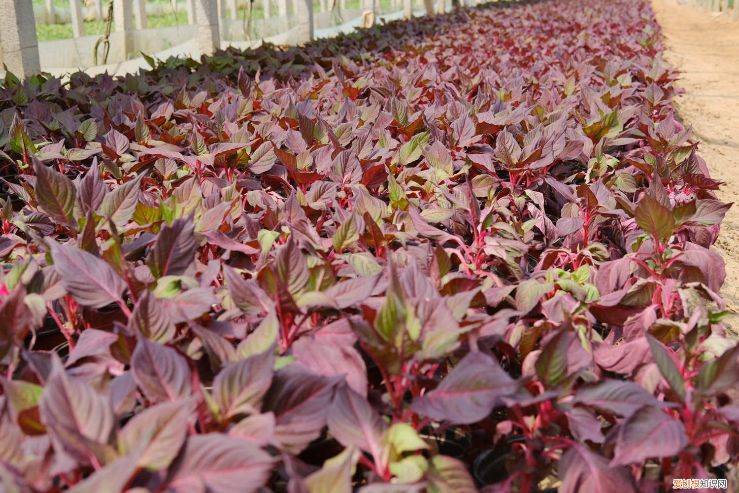 彩叶草怎么修剪,怎么繁殖 彩叶草怎么修剪,怎么繁殖