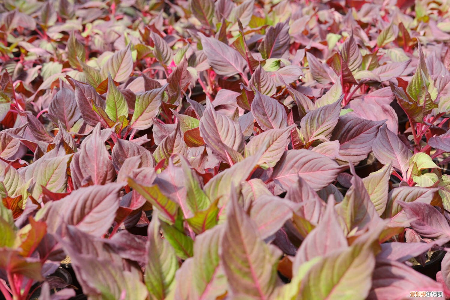 彩叶草怎么修剪,怎么繁殖 彩叶草怎么修剪,怎么繁殖