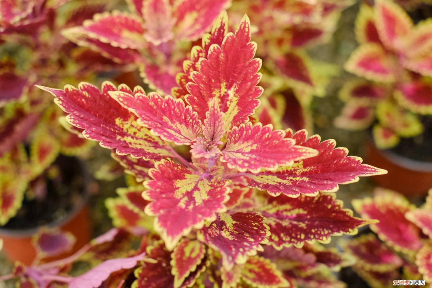 彩叶草怎么修剪,怎么繁殖 彩叶草怎么修剪,怎么繁殖