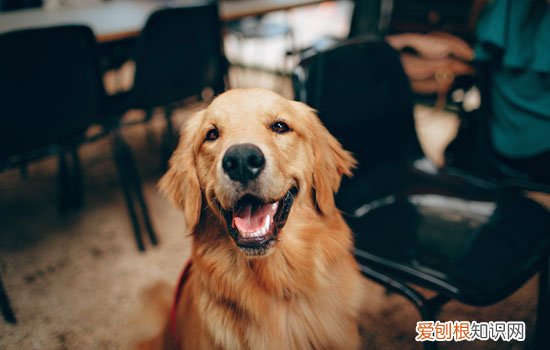 金毛有眼屎怎么回事 金毛有眼屎的原因