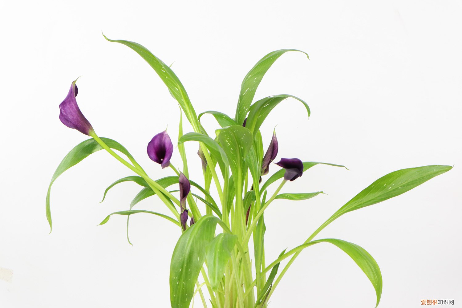 马蹄莲种球分株 彩色马蹄莲怎么繁殖，可以切球分株吗