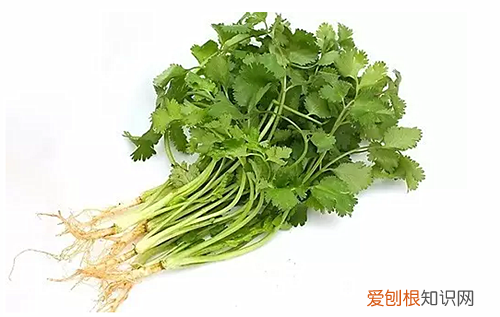 香菜根的功效大揭秘香菜根怎样做更好吃