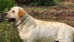 拉布拉多什么颜色最纯 拉布拉多是否纯种与颜色无关