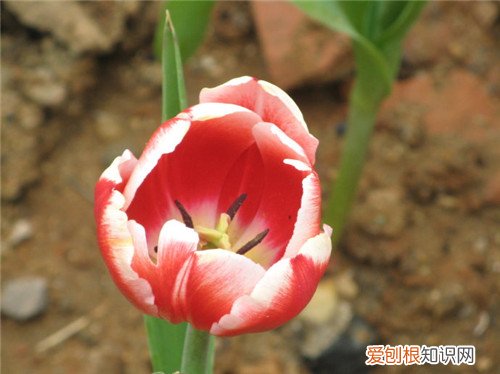 郁金香代表什么 郁金香送礼怎样送合适