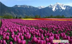 郁金香代表什么 郁金香送礼怎样送合适