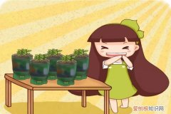 浇花的瓶子 饮料瓶剪1刀，拿来养花，1个月不浇水竟然长疯了！