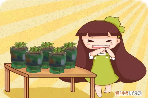 浇花的瓶子 饮料瓶剪1刀，拿来养花，1个月不浇水竟然长疯了！