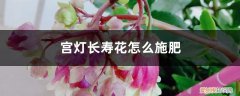 宫灯长寿花盆栽养护 宫灯长寿花怎么施肥