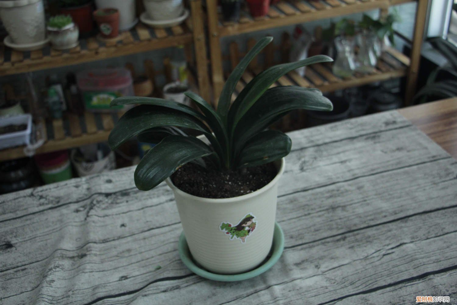 君子兰换盆后怎么养护管理 君子兰换盆后怎么养