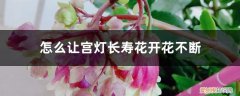 宫灯长寿花花败后怎么修剪 怎么让宫灯长寿花开花不断