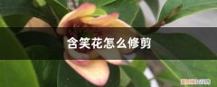 含笑花怎么修剪枝条 含笑花怎么修剪