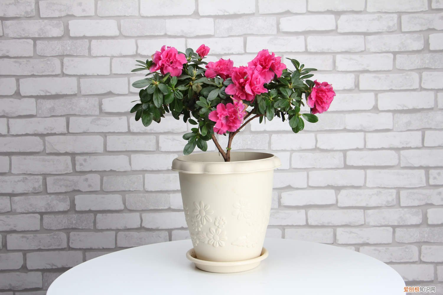 新买的杜鹃花怎么养才能开花 新买的杜鹃花怎么养