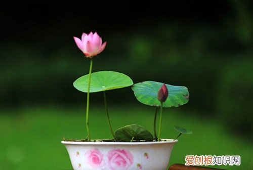 碗莲如何种植 碗莲叶子发黑是什么原因