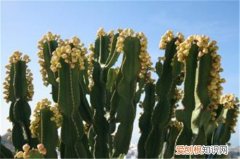 仙人掌要浇水吗 仙人掌怎么养