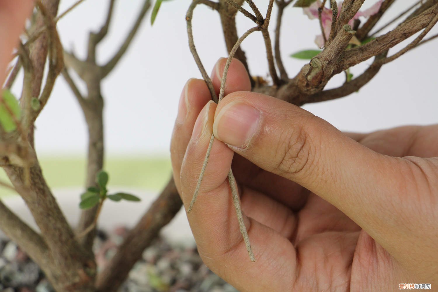 杜鹃花几天浇一次水夏天 杜鹃花几天浇一次水