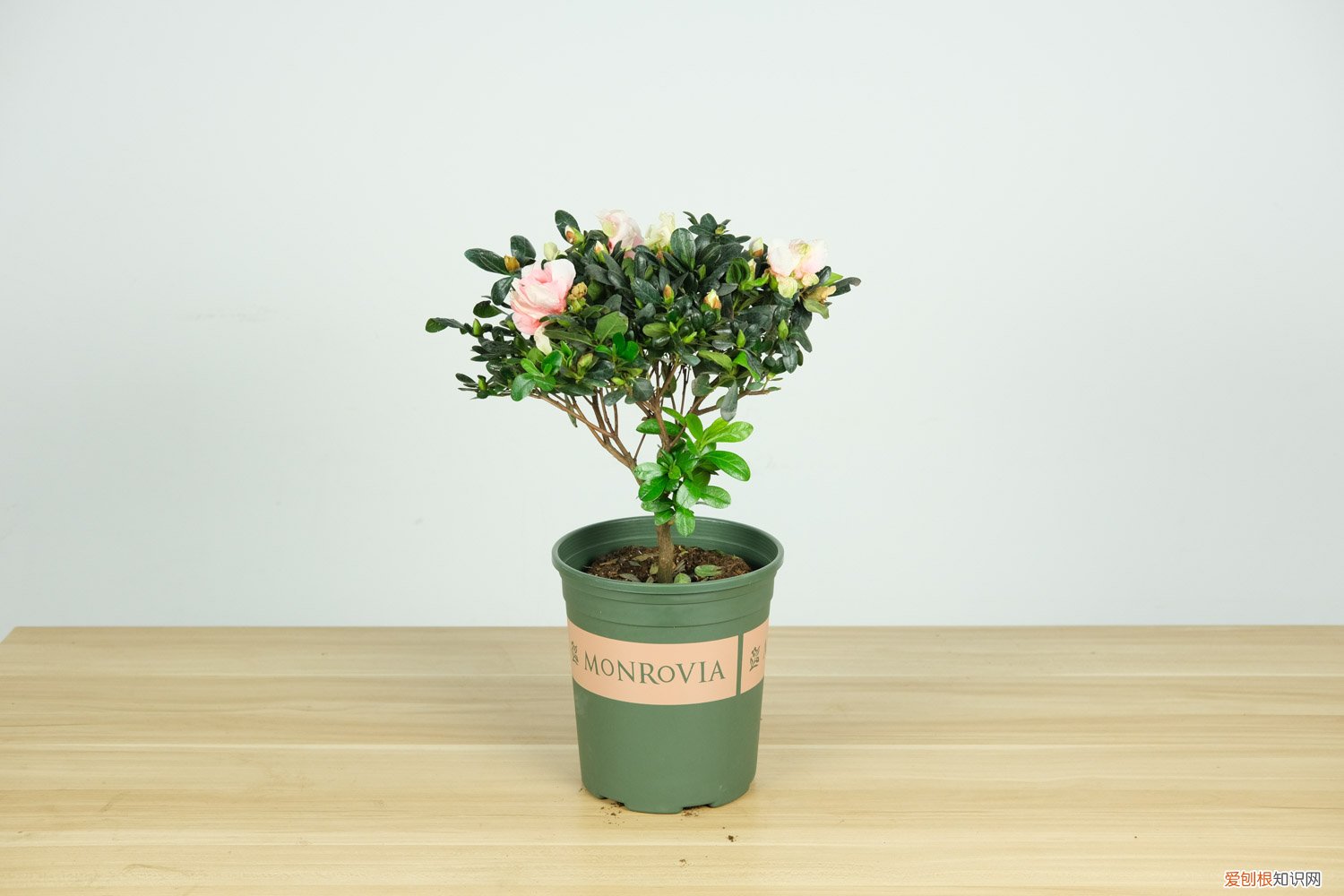 杜鹃花怎么嫁接教学视频 杜鹃花怎么嫁接