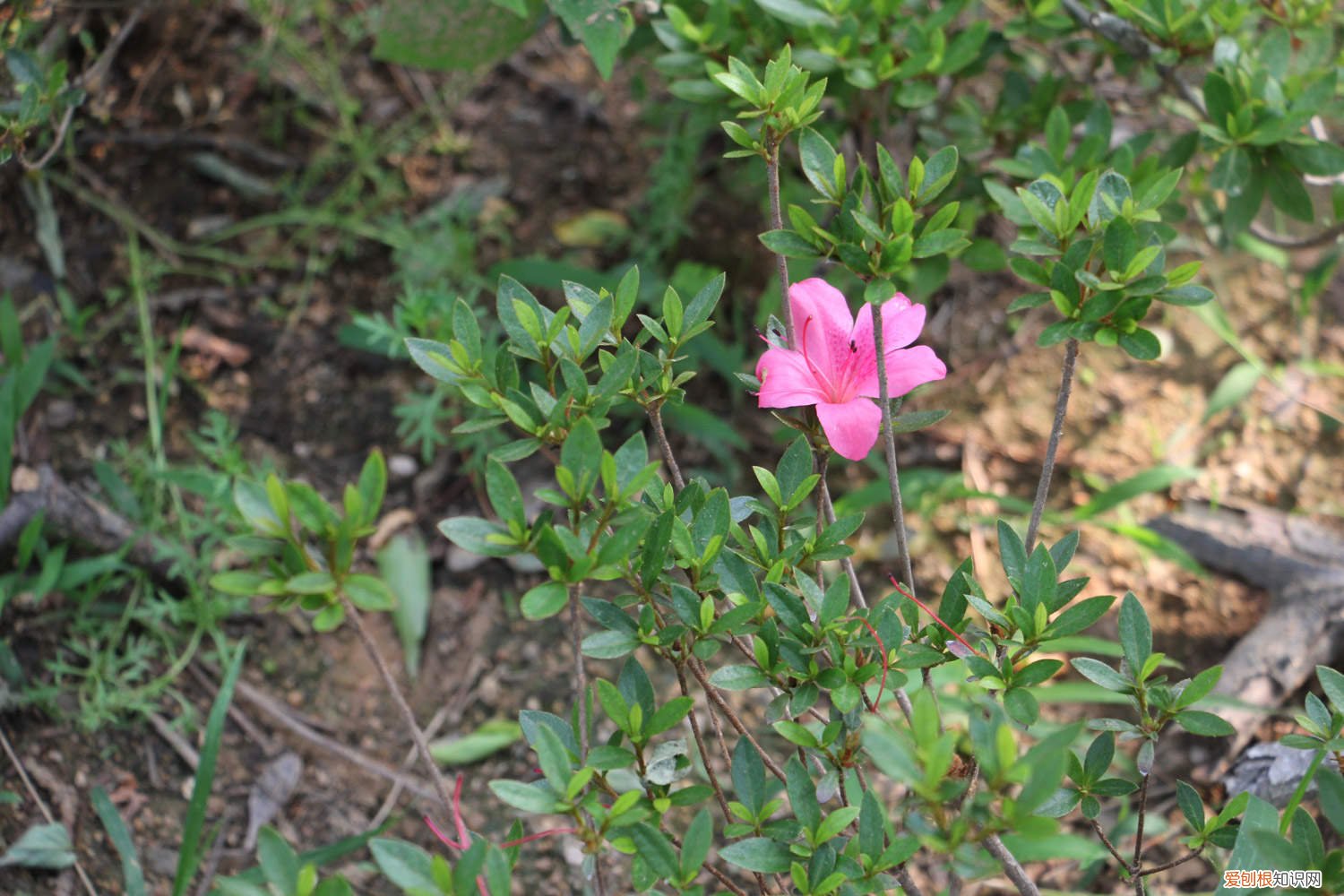 杜鹃花怎么嫁接教学视频 杜鹃花怎么嫁接