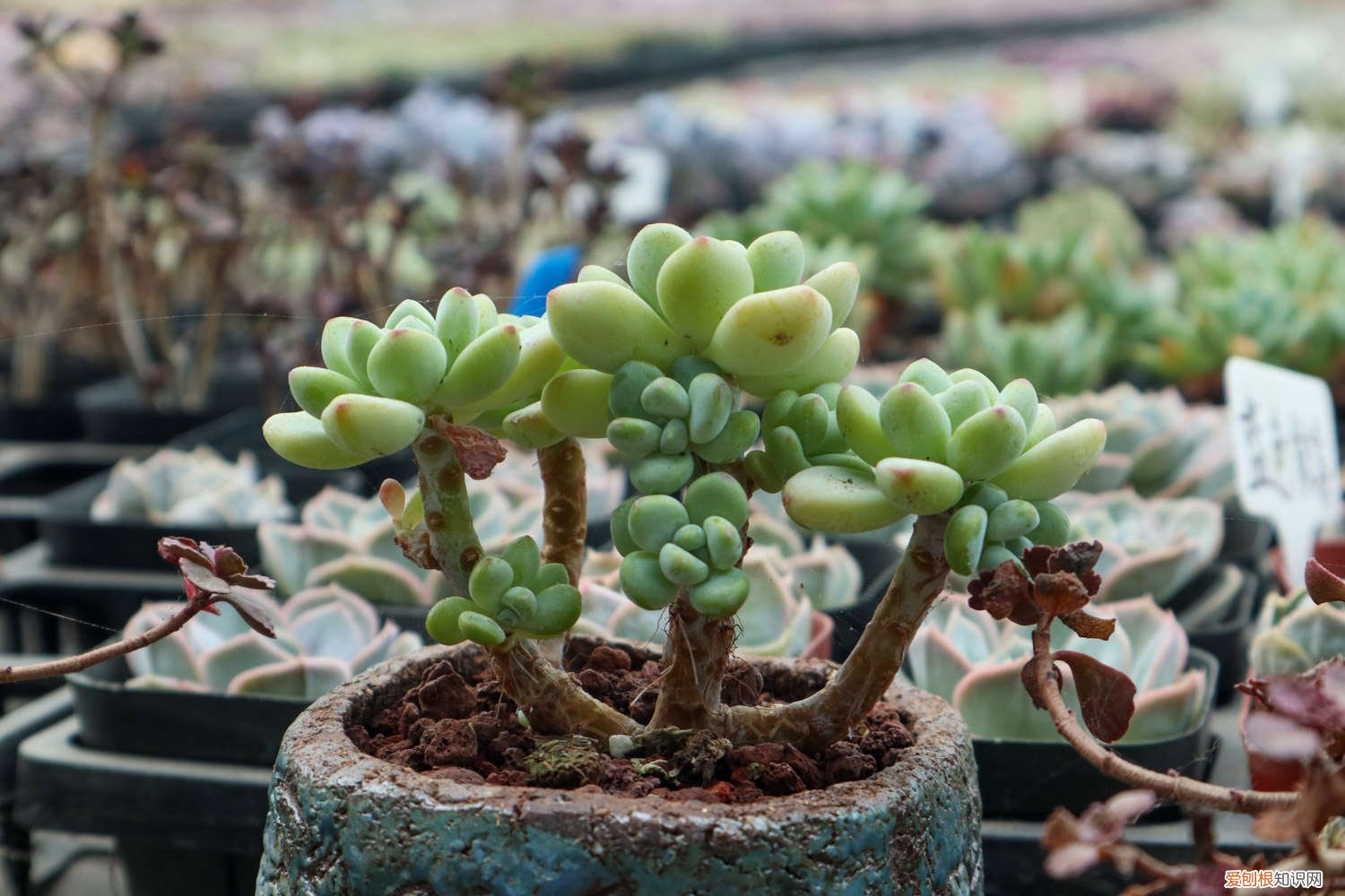 多肉开花会死 多肉开花后，赶紧咔嚓1刀，否则立马全死光！