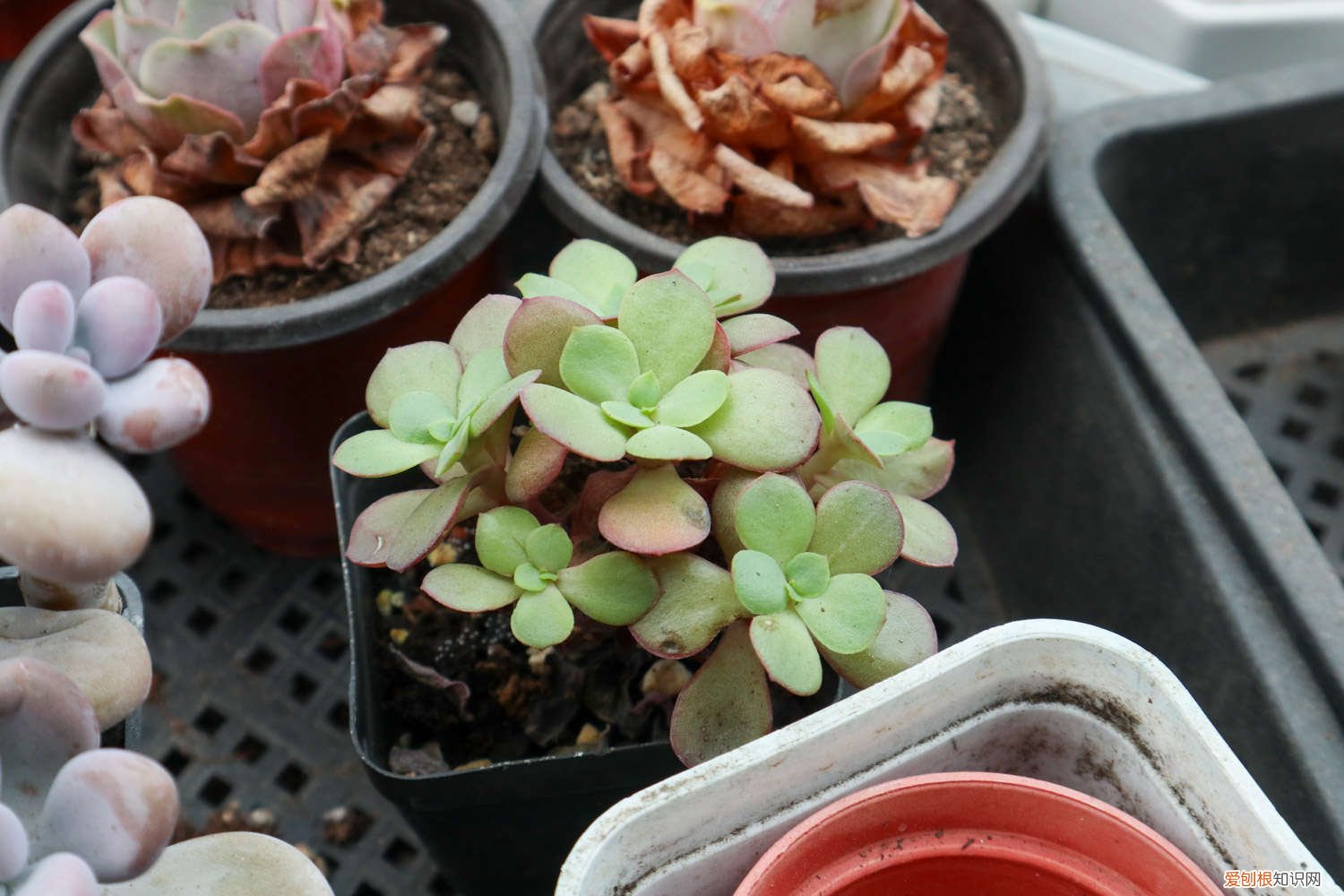 多肉开花会死 多肉开花后，赶紧咔嚓1刀，否则立马全死光！