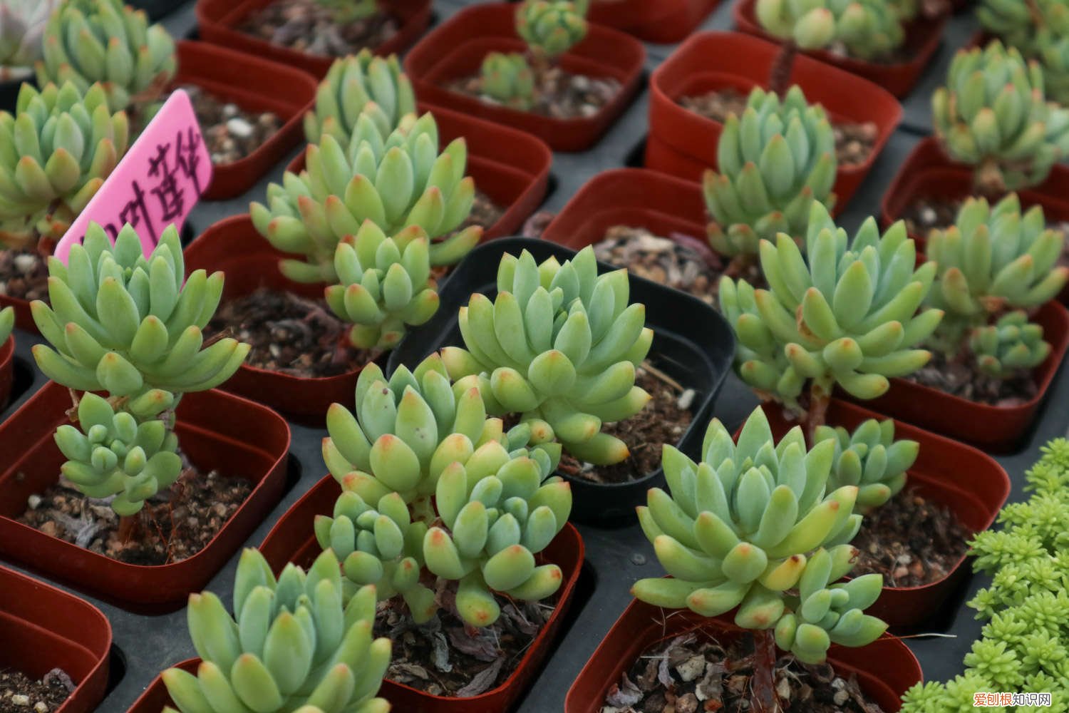 多肉开花会死 多肉开花后，赶紧咔嚓1刀，否则立马全死光！