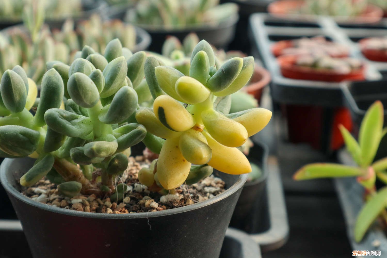 多肉开花会死 多肉开花后，赶紧咔嚓1刀，否则立马全死光！
