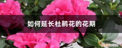 杜鹃过了花期怎么养护 如何延长杜鹃花的花期